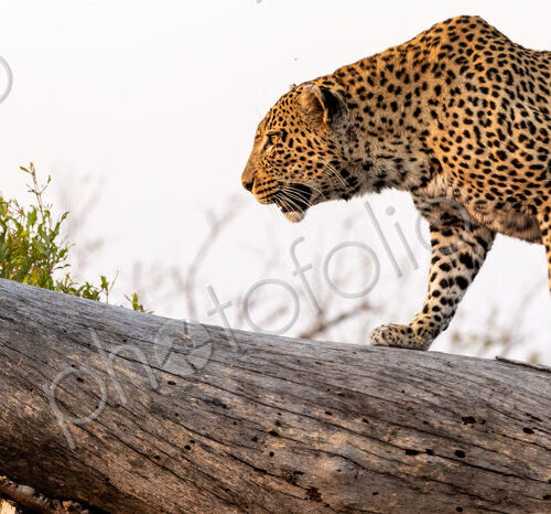 Leopard, Panthera pardus, walking on log.