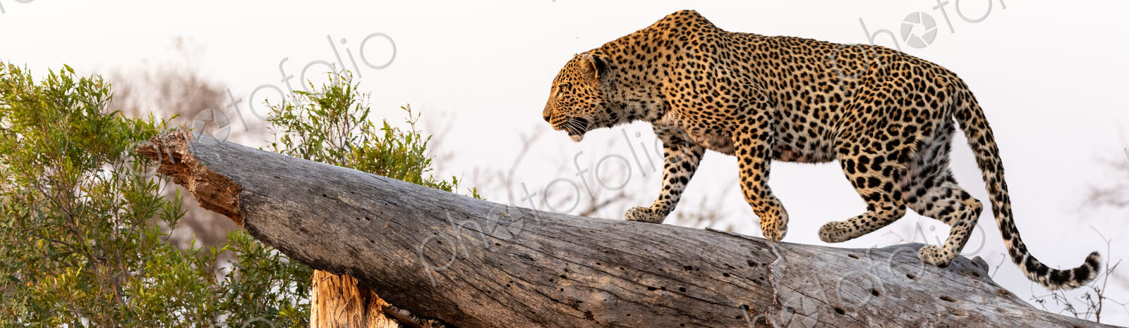 Leopard, Panthera pardus, walking on log.