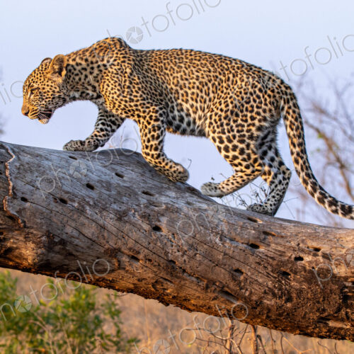 Leopard, Panthera pardus, walking on log.