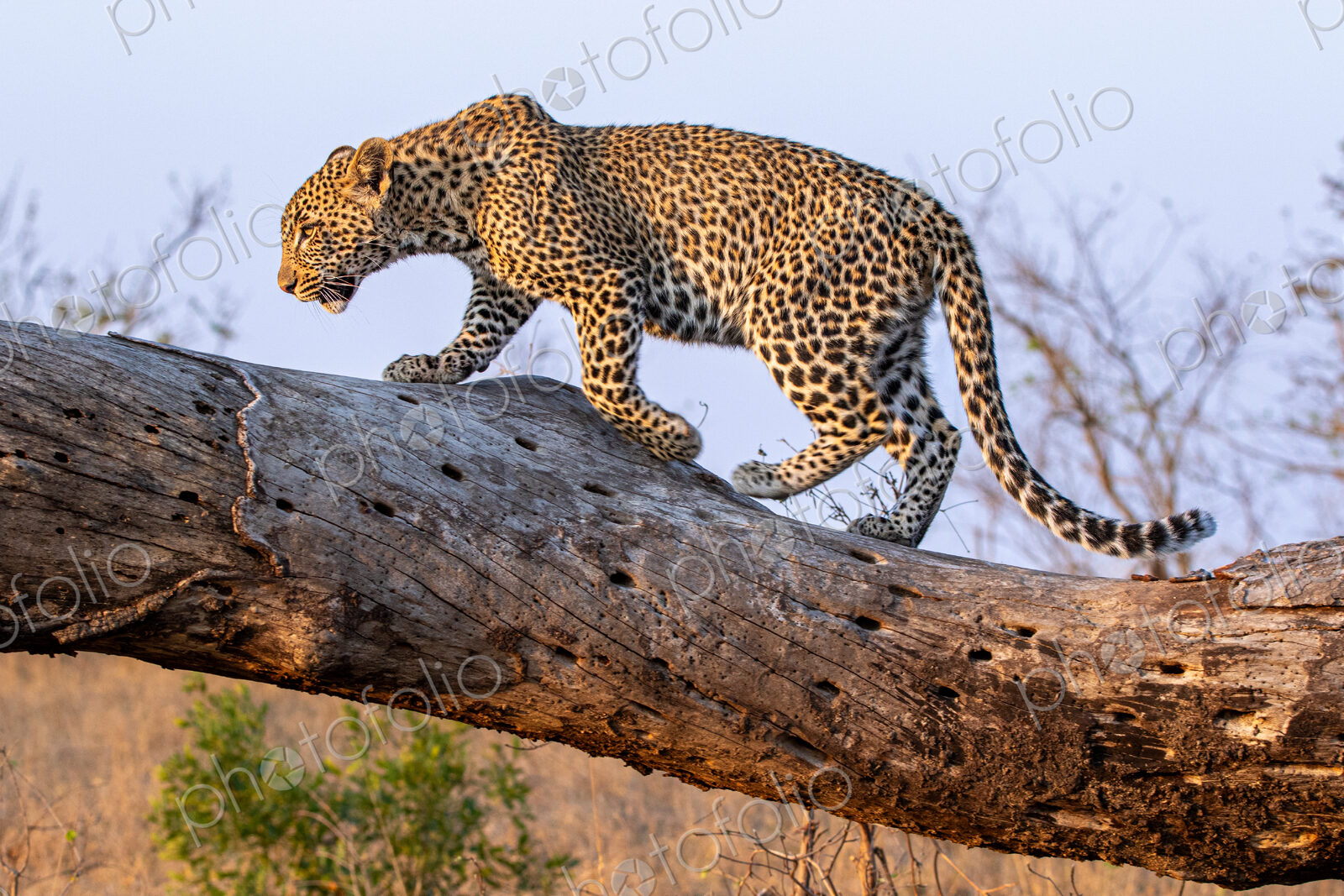 Leopard, Panthera pardus, walking on log.