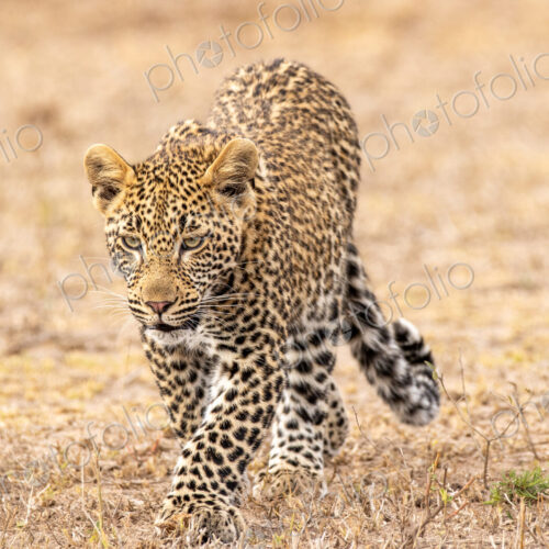 Leopard, Panthera pardus, walking through grass, close-up.