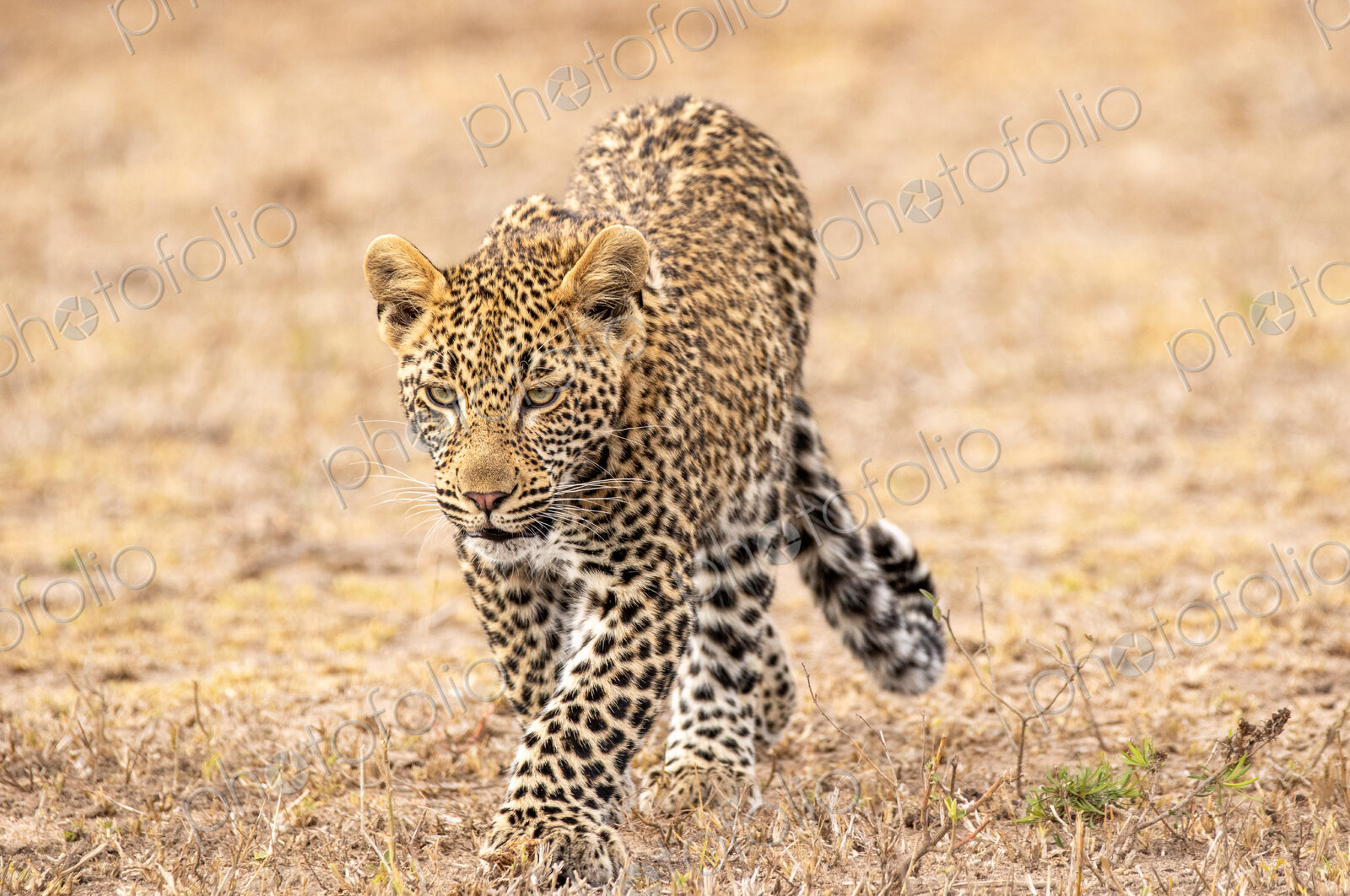 Leopard, Panthera pardus, walking through grass, close-up.