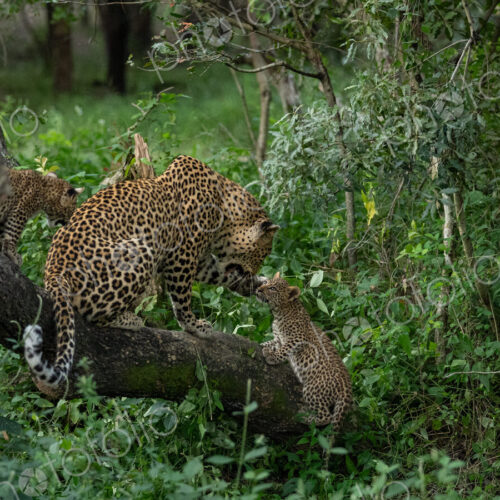 Leopard, Panthera pardus, with cubs.
