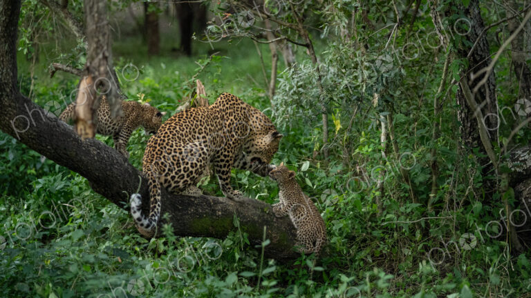 Leopard, Panthera pardus, with cubs.