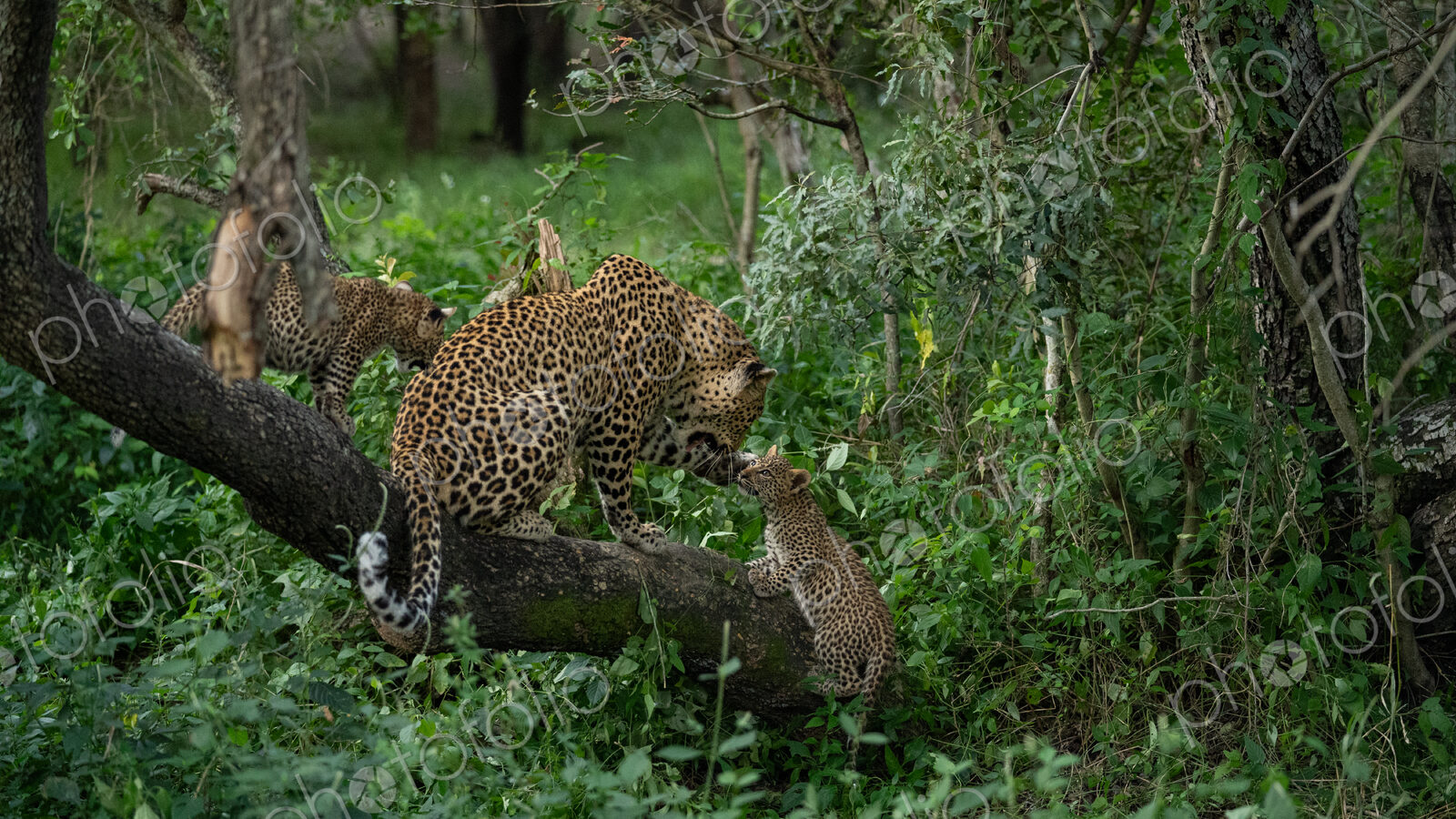 Leopard, Panthera pardus, with cubs.