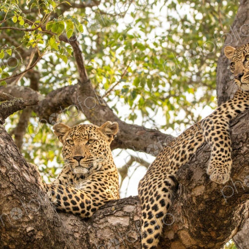 Leopard, Panthera pardus, young female leopard and cub lying in a tree.