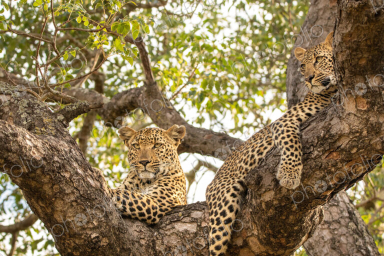 Leopard, Panthera pardus, young female leopard and cub lying in a tree.