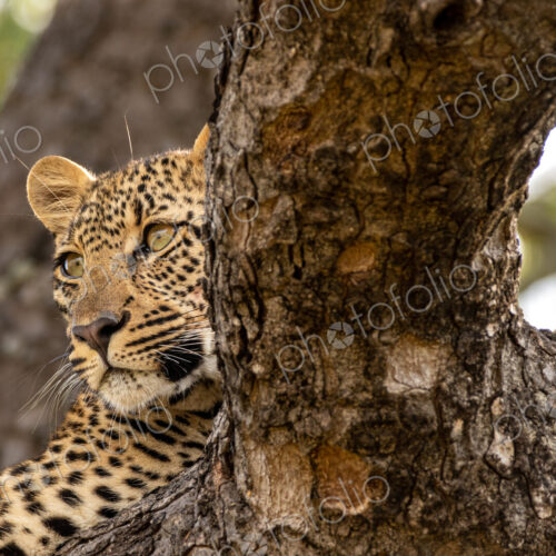 Leopard, Panthera pardus, young female leopard lying in a tree.