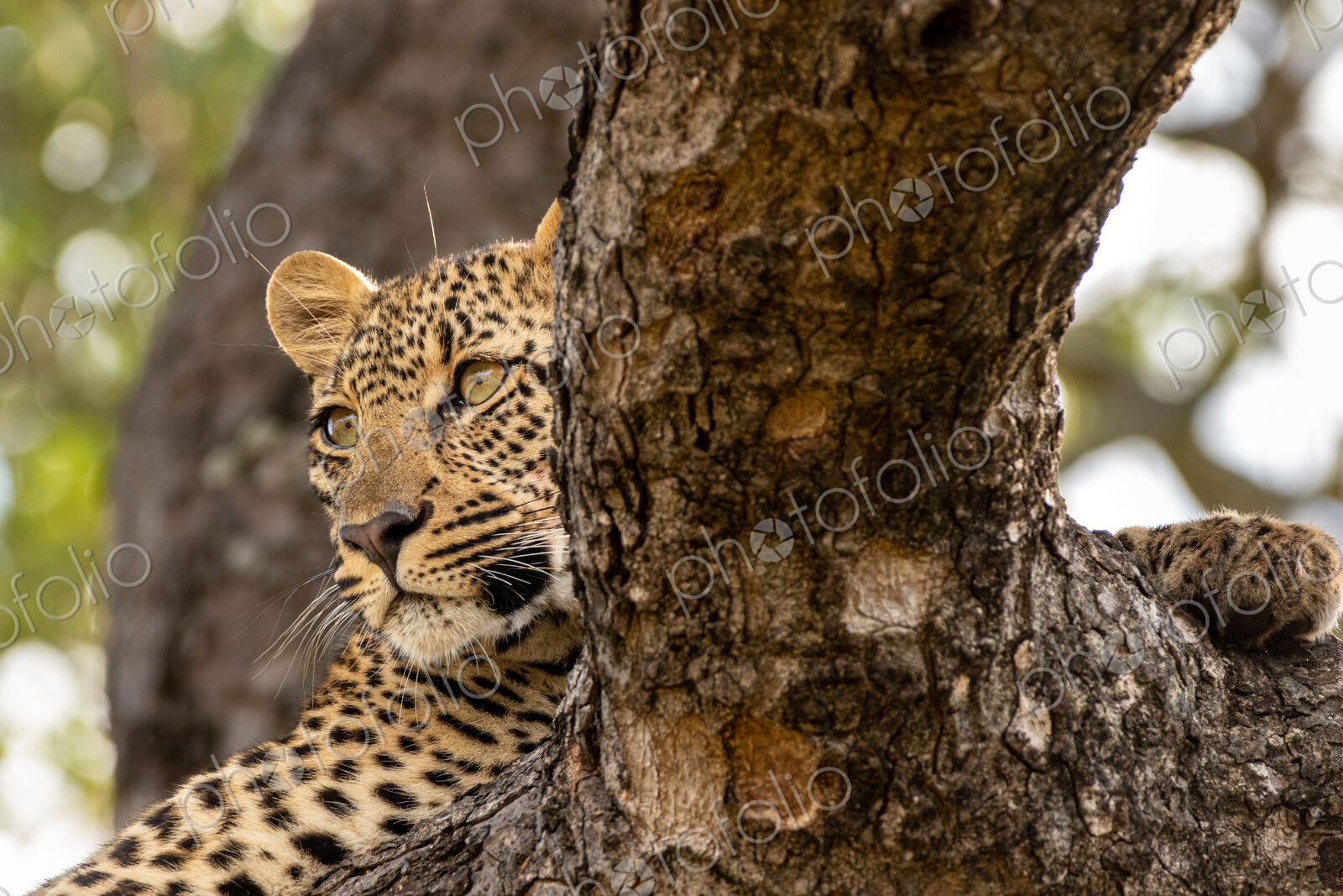 Leopard, Panthera pardus, young female leopard lying in a tree.