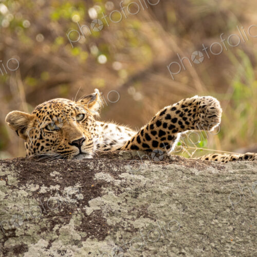 Leopard, Panthera pardus, young female leopard lying on a boulder.