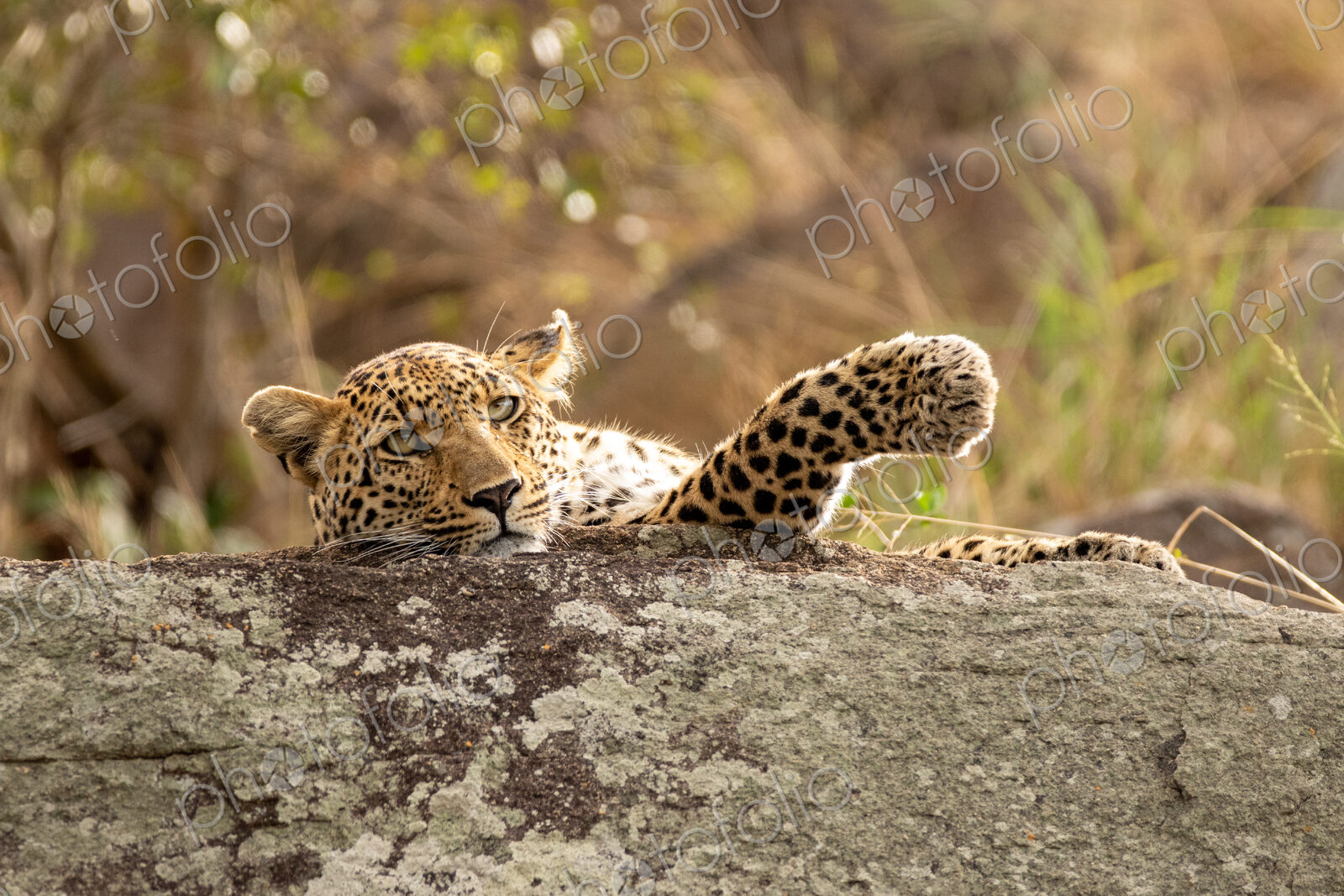 Leopard, Panthera pardus, young female leopard lying on a boulder.