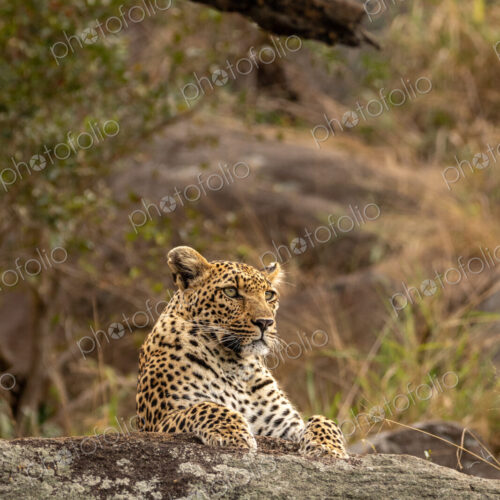 Leopard, Panthera pardus, young female leopard lying on a boulder. Leopard, Panthera pardus, young female leopard lying on a boulder.