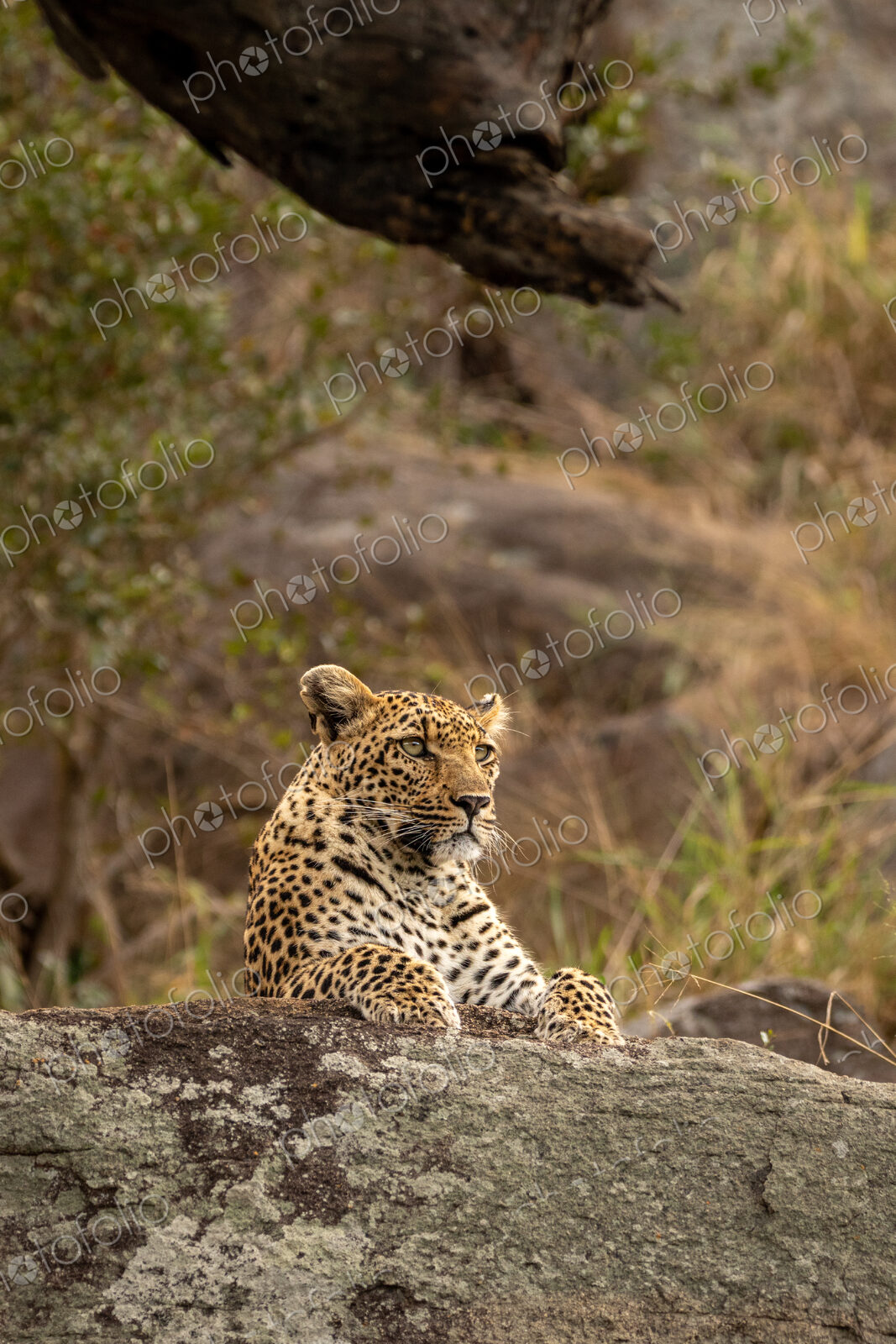 Leopard, Panthera pardus, young female leopard lying on a boulder.