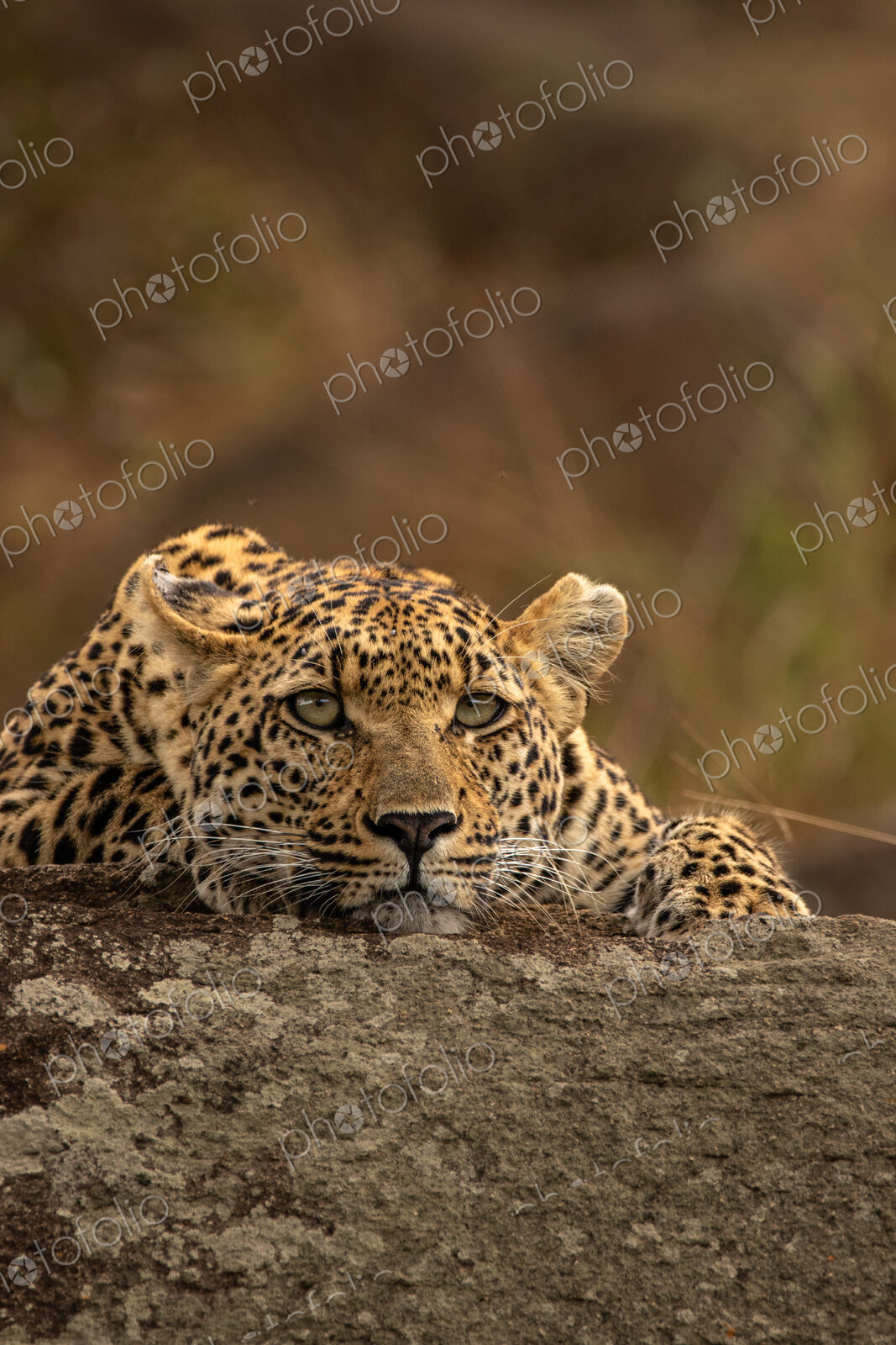 Leopard, Panthera pardus, young female leopard lying on a boulder.