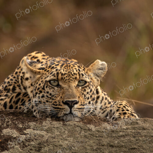 Leopard, Panthera pardus, young female leopard lying on a boulder.