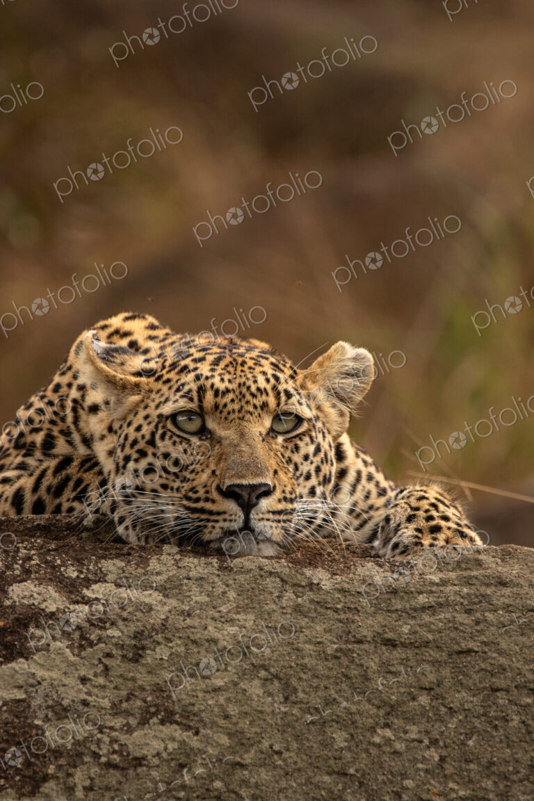 Leopard, Panthera pardus, young female leopard lying on a boulder.