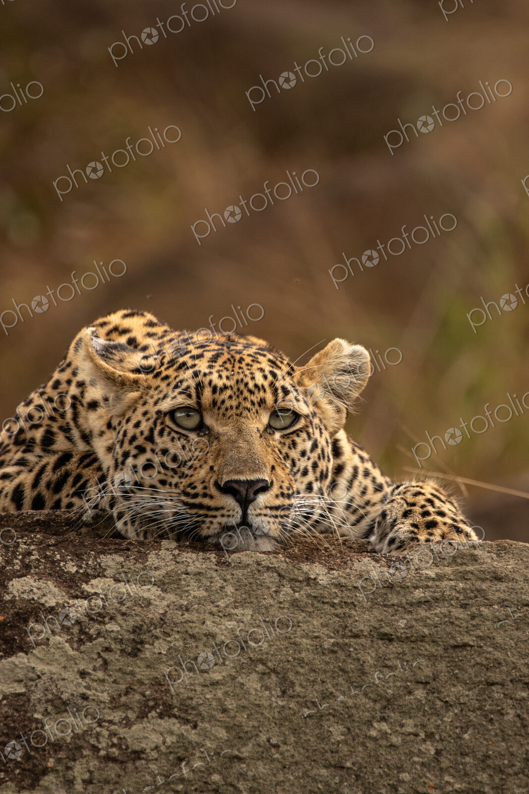 Leopard, Panthera pardus, young female leopard lying on a boulder.