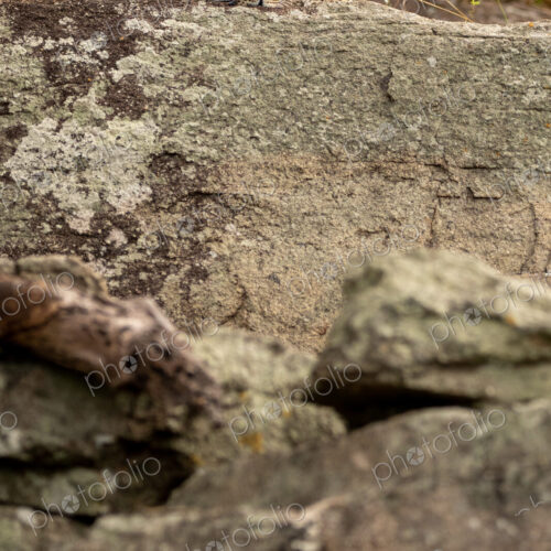 Leopard, Panthera pardus, young female leopard lying on a boulder.