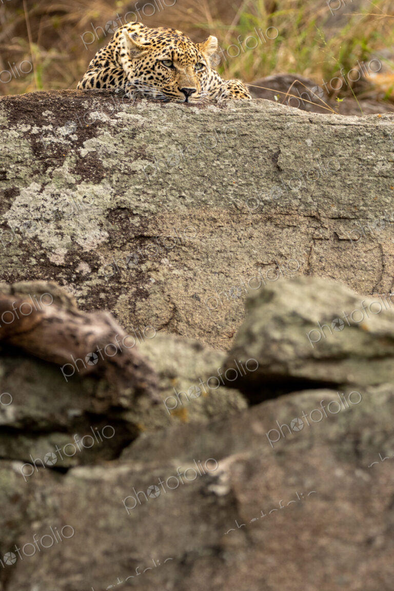 Leopard, Panthera pardus, young female leopard lying on a boulder.