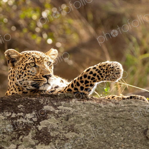 Leopard, Panthera pardus, young female leopard lying on a boulder.