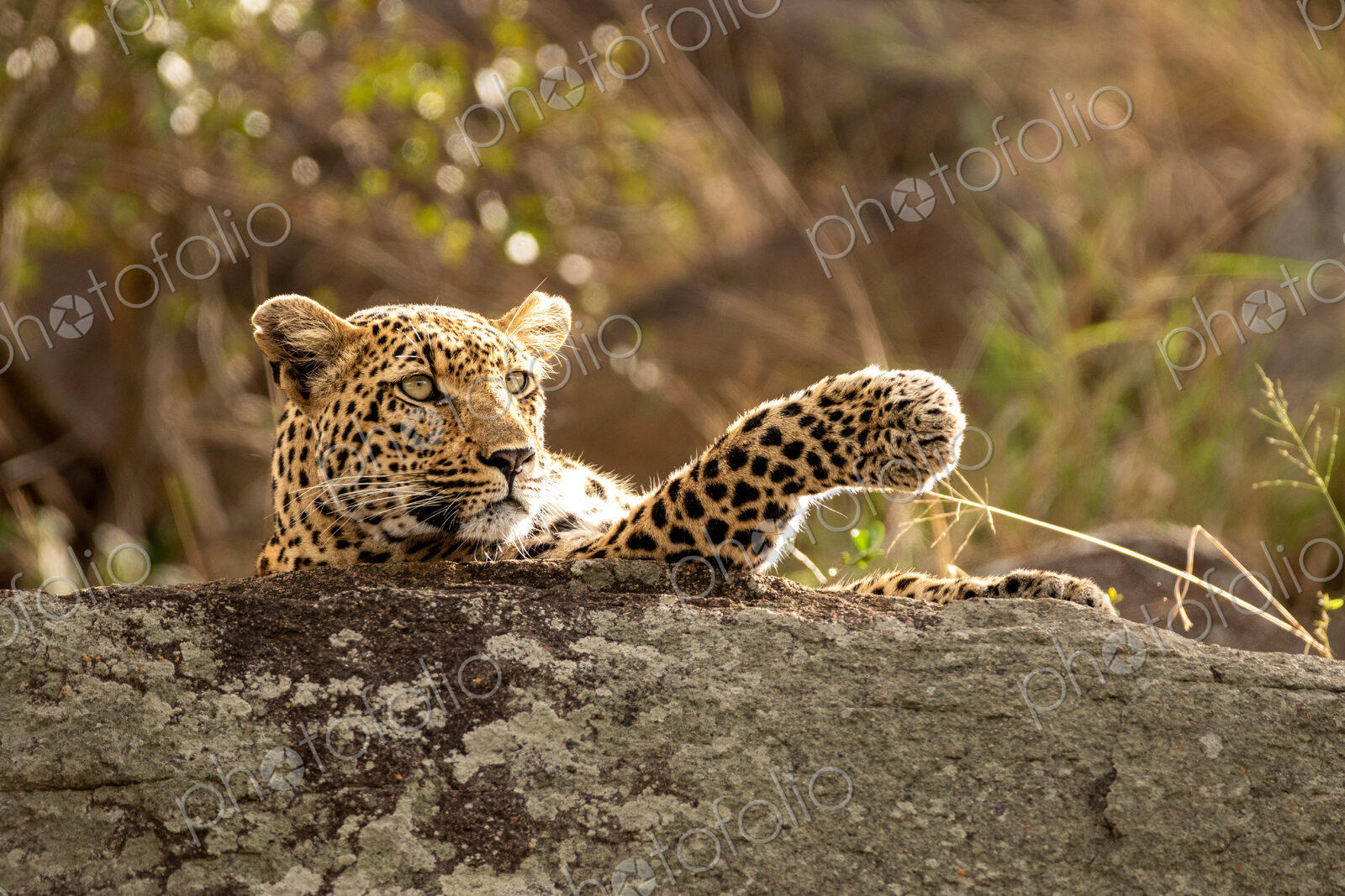 Leopard, Panthera pardus, young female leopard lying on a boulder.