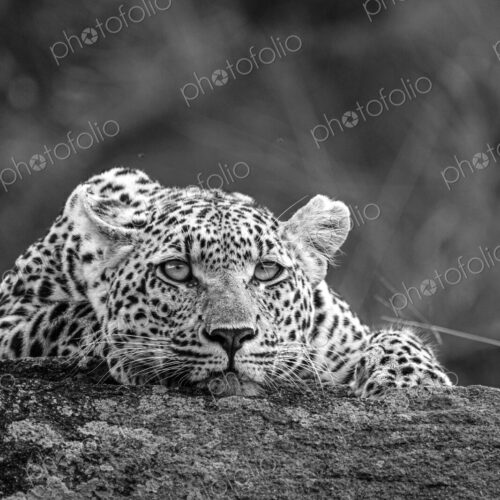 Leopard, Panthera pardus, young female leopard lying on a boulder, in black and white.