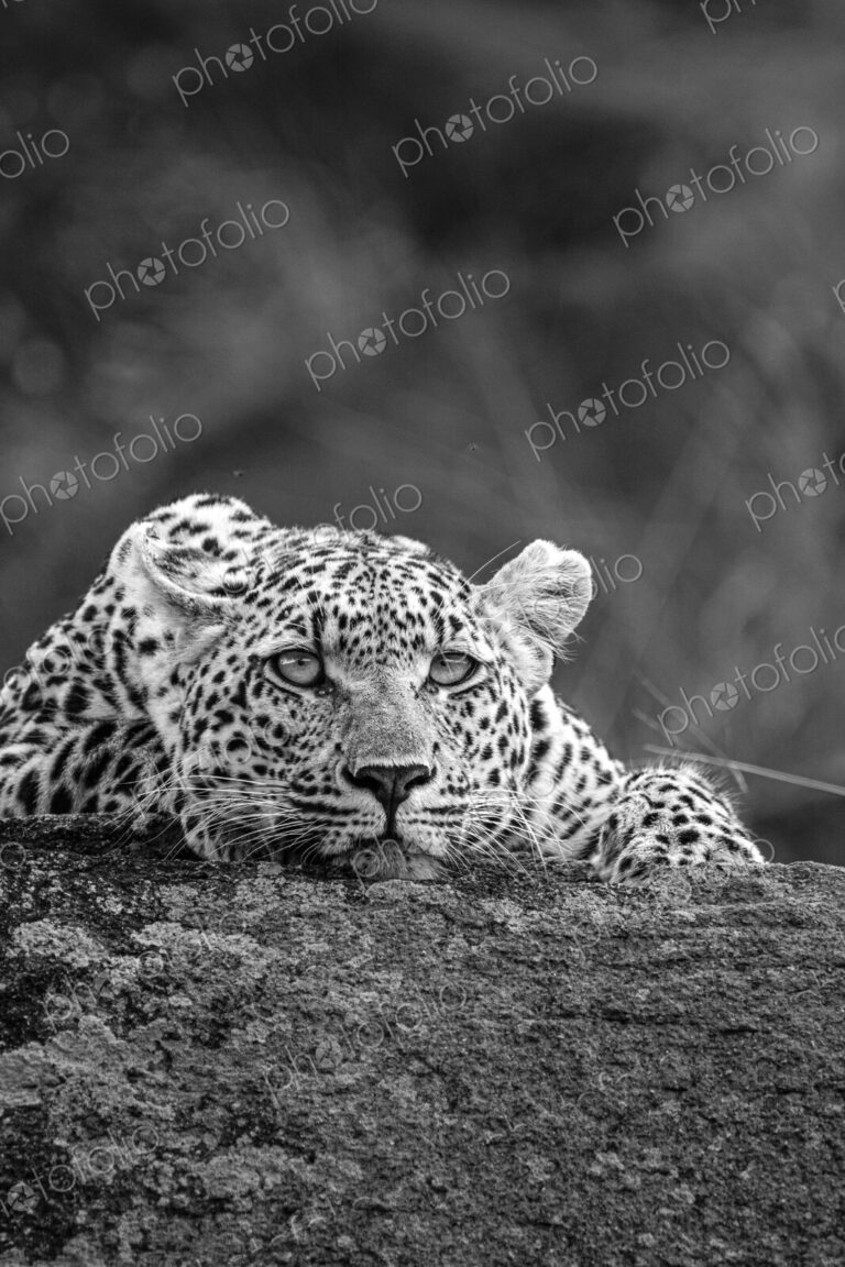 Leopard, Panthera pardus, young female leopard lying on a boulder, in black and white.