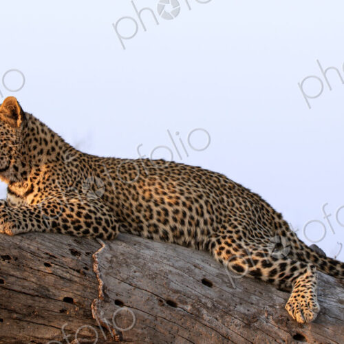 Leopard, Panthera pardus, young leopard lying on log. Leopard, Panthera pardus, young leopard lying on log.