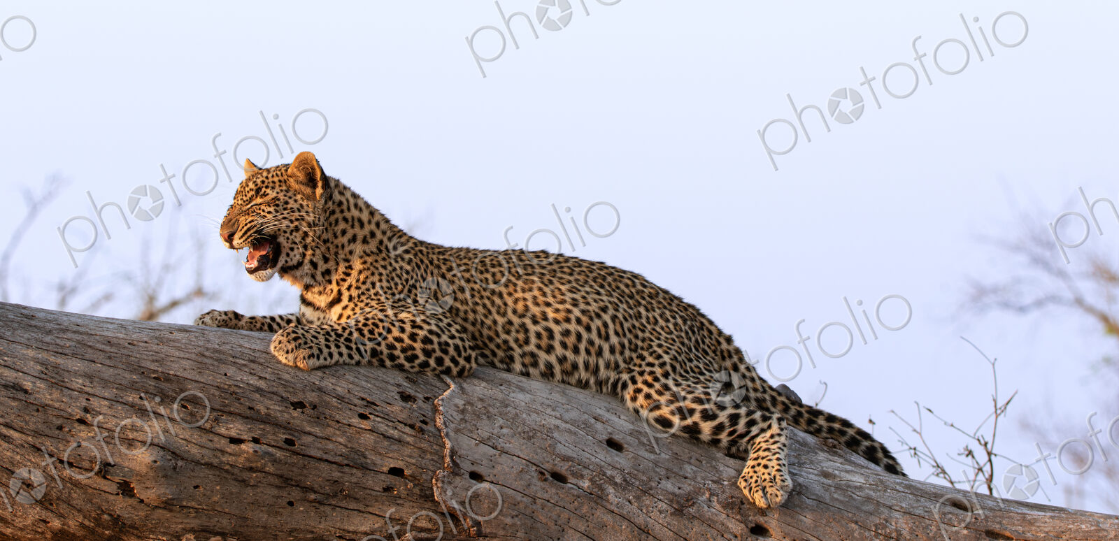 Leopard, Panthera pardus, young leopard lying on log.