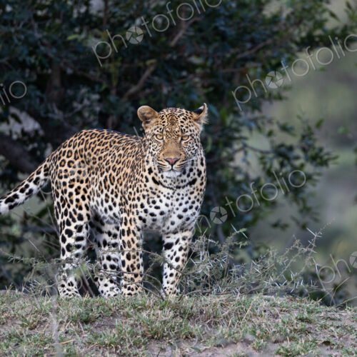 Leopard, Panthera pardus, young male leopard, direct gaze.