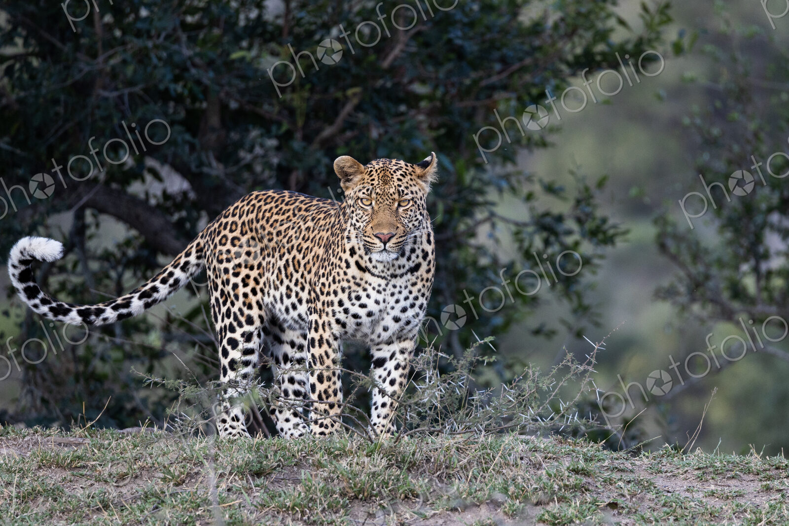 Leopard, Panthera pardus, young male leopard, direct gaze.