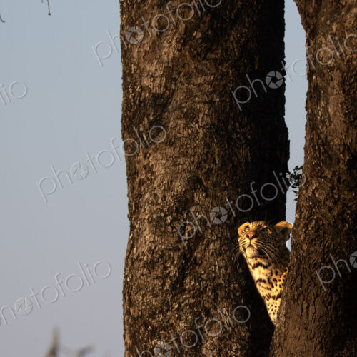 Leopard, Panthera pardus, young male leopard perched in a tree, looking up. Leopard, Panthera pardus, young male leopard perched in a tree, looking up.
