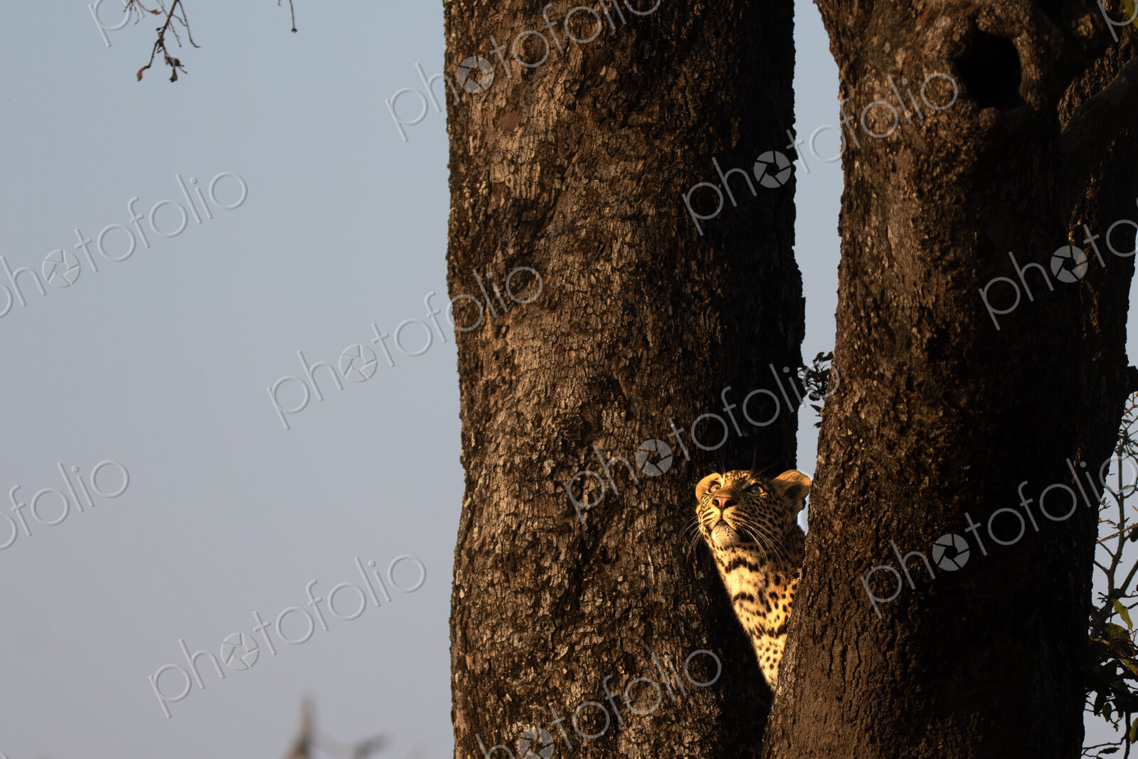 Leopard, Panthera pardus, young male leopard perched in a tree, looking up.