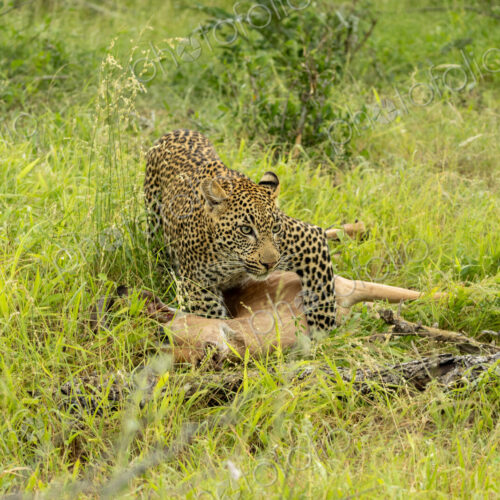 Leopard, Panthera pardus, young male leopard with an impala kill, in the grass. Leopard, Panthera pardus, young male leopard with an impala kill, in the grass.