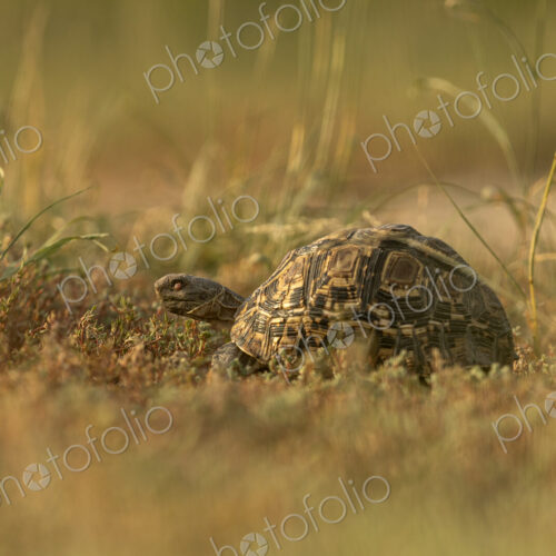 Leopard Tortoise, Stigmochelys pardalis, Leopard Tortoise in grass.