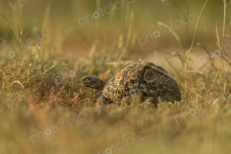 Leopard Tortoise, Stigmochelys pardalis, Leopard Tortoise in grass.