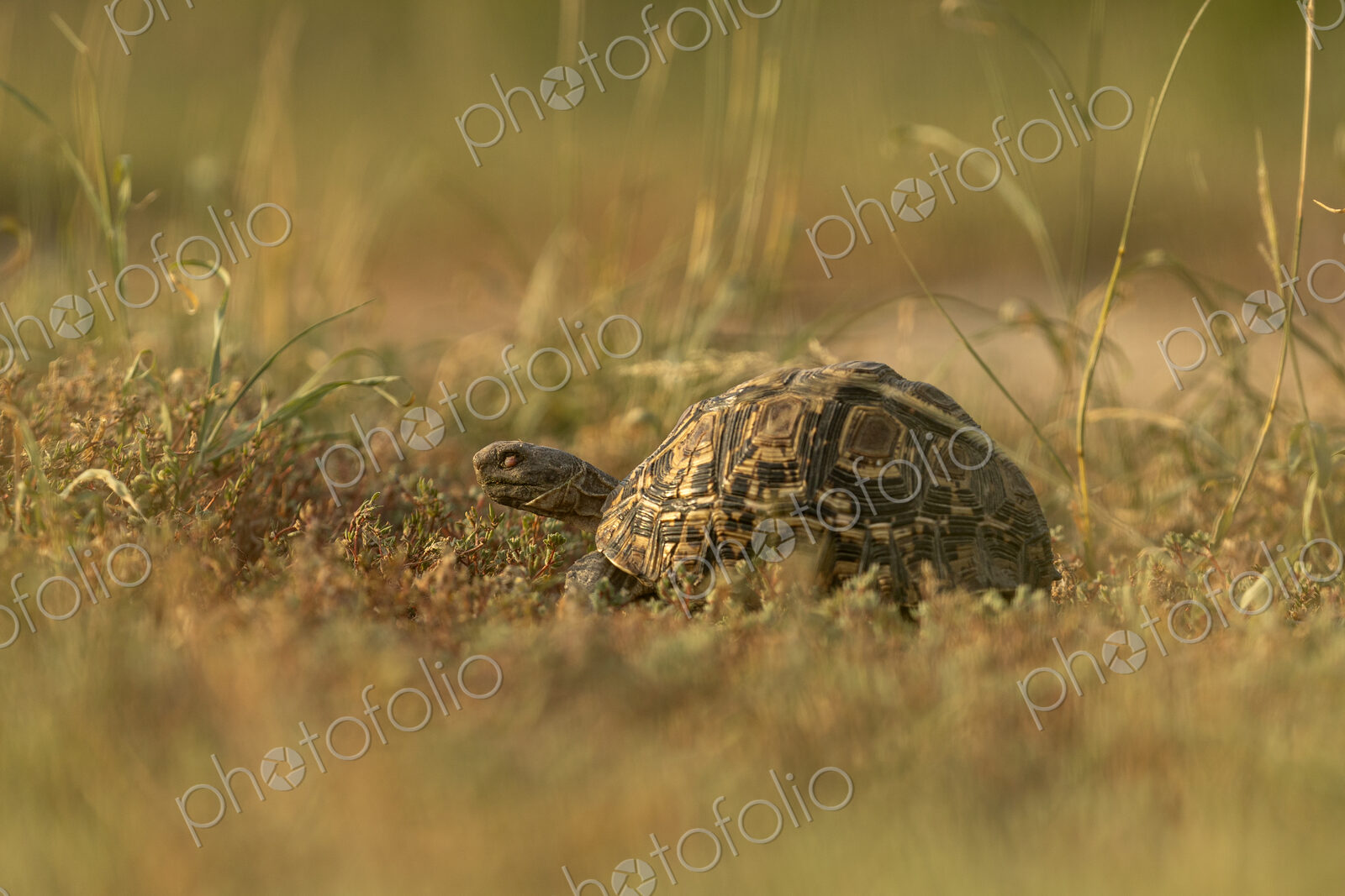 Leopard Tortoise, Stigmochelys pardalis, Leopard Tortoise in grass.