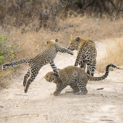 Leopard and Cubs, Panthera pardus, playing together. Leopard and Cubs, Panthera pardus, playing together.