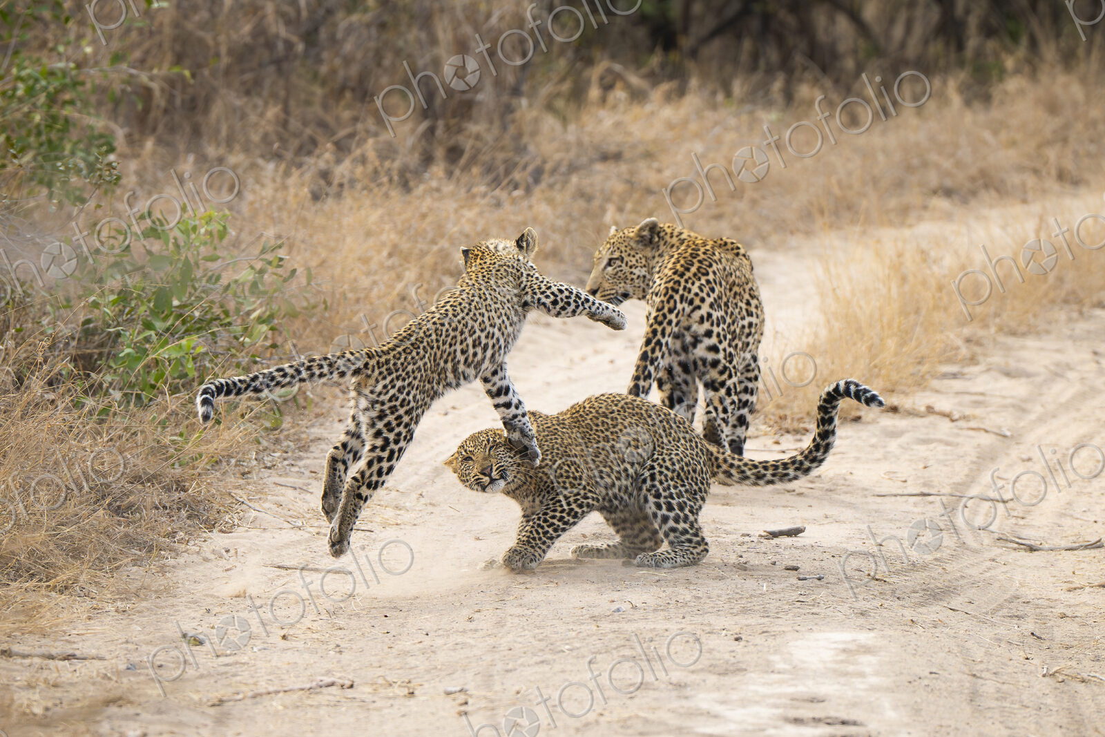 Leopard and Cubs, Panthera pardus, playing together.