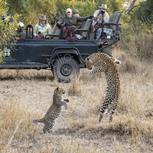 Leopard and cub, Panthera leo, playing together. Leopard and cub, Panthera leo, playing together.
