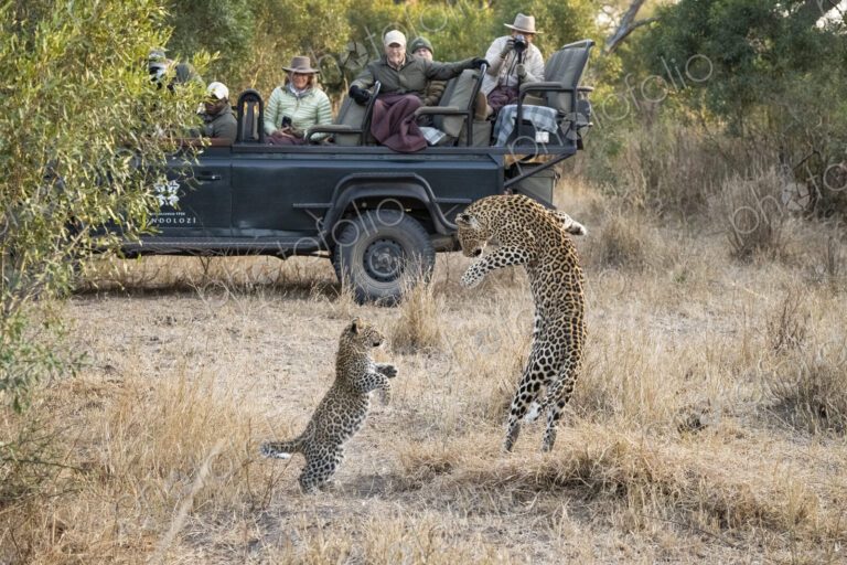 Leopard and cub, Panthera leo, playing together.