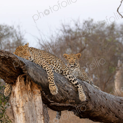 Leopard and cubs, Panthera pardus, resting on log. Leopard and cubs, Panthera pardus, resting on log.