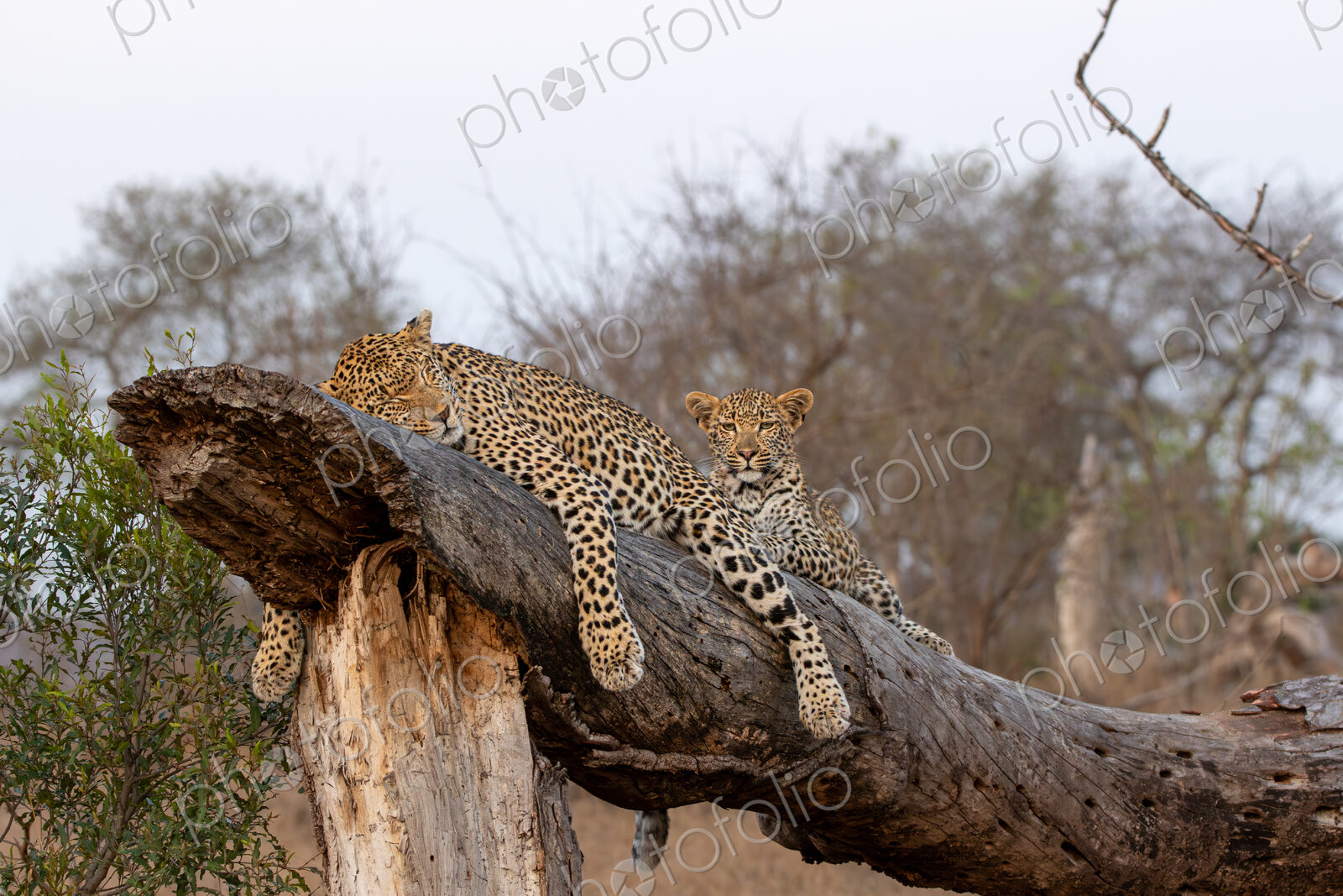 Leopard and cubs, Panthera pardus, resting on log.