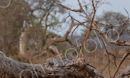Leopard and cubs, Panthera pardus, resting on log.