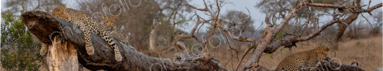 Leopard and cubs, Panthera pardus, resting on log.