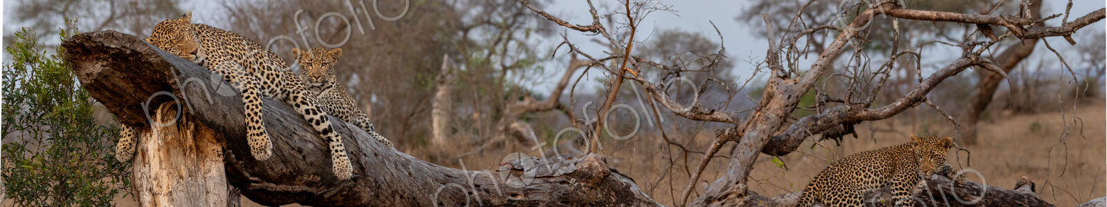 Leopard and cubs, Panthera pardus, resting on log.