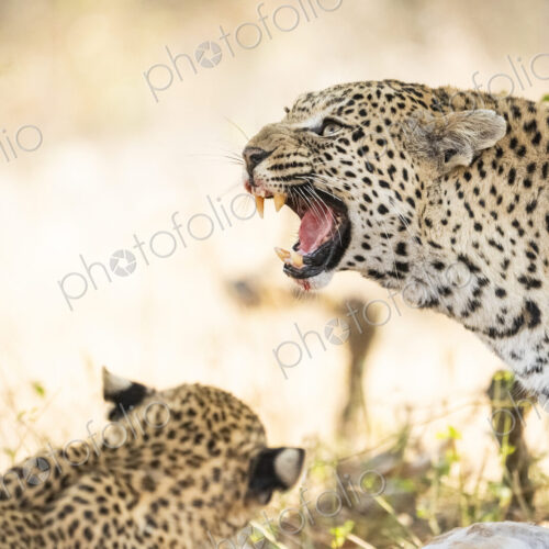 Leopard cub, Panthera pardus, displaying an aggressive snarl. Leopard cub, Panthera pardus, displaying an aggressive snarl.
