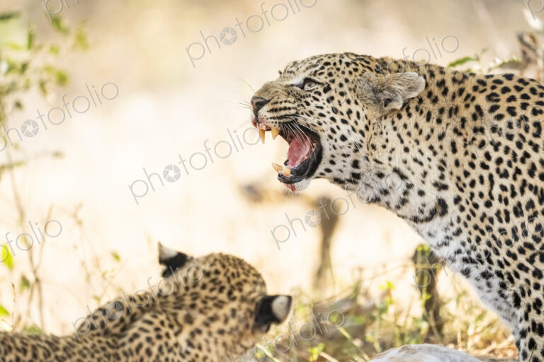 Leopard cub, Panthera pardus, displaying an aggressive snarl.