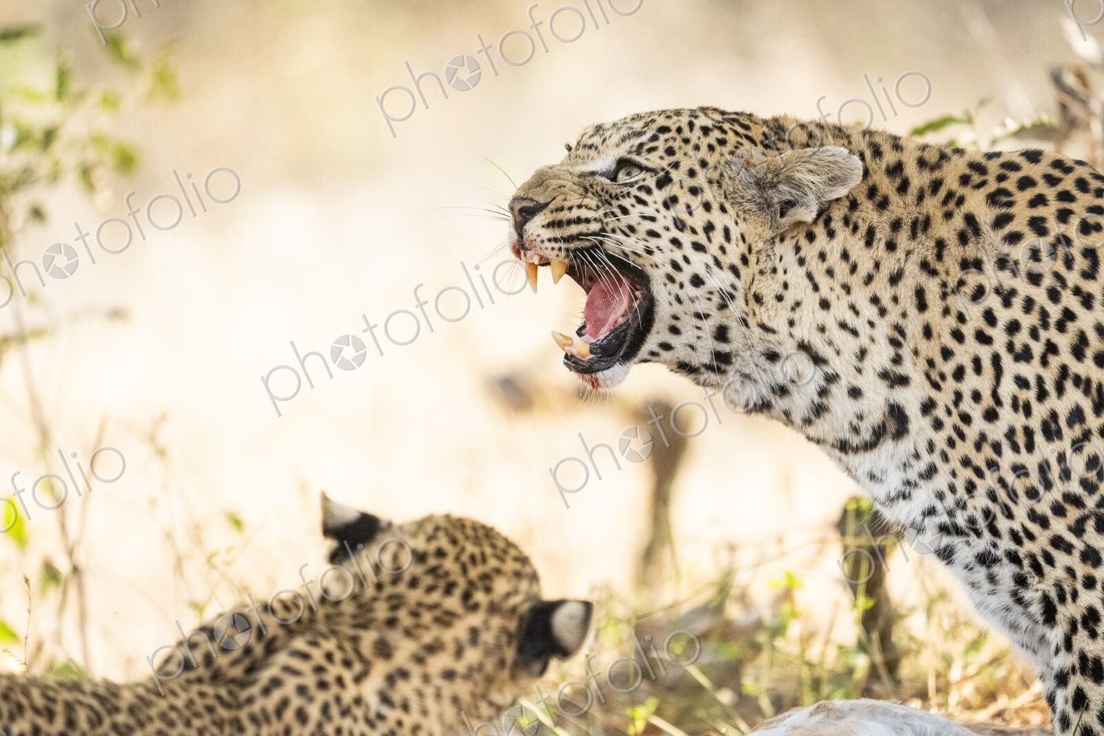 Leopard cub, Panthera pardus, displaying an aggressive snarl.