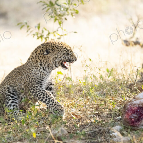 Leopard cub, Panthera pardus, displaying an aggressive snarl. Leopard cub, Panthera pardus, displaying an aggressive snarl.